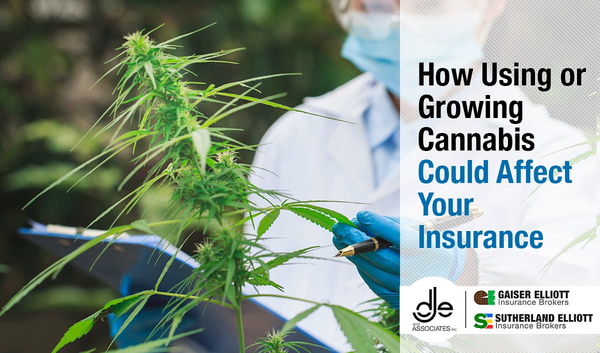 Botanist inspecting cannabis plants for recreational use