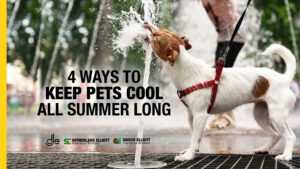 Pet keeping cool in the summer heat