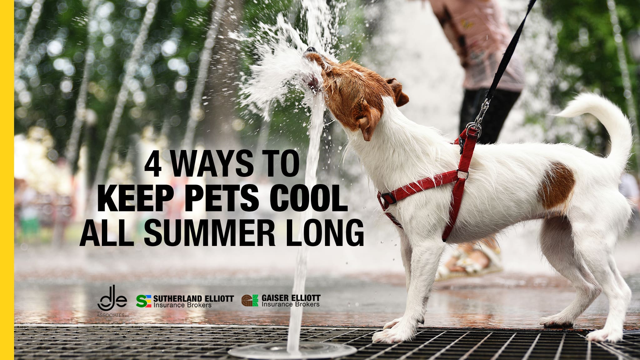 Pet keeping cool in the summer heat