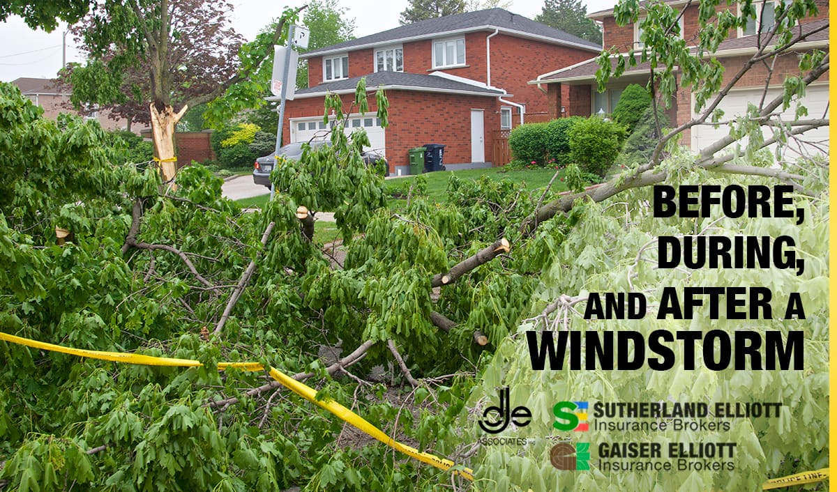 windstorm damage to trees