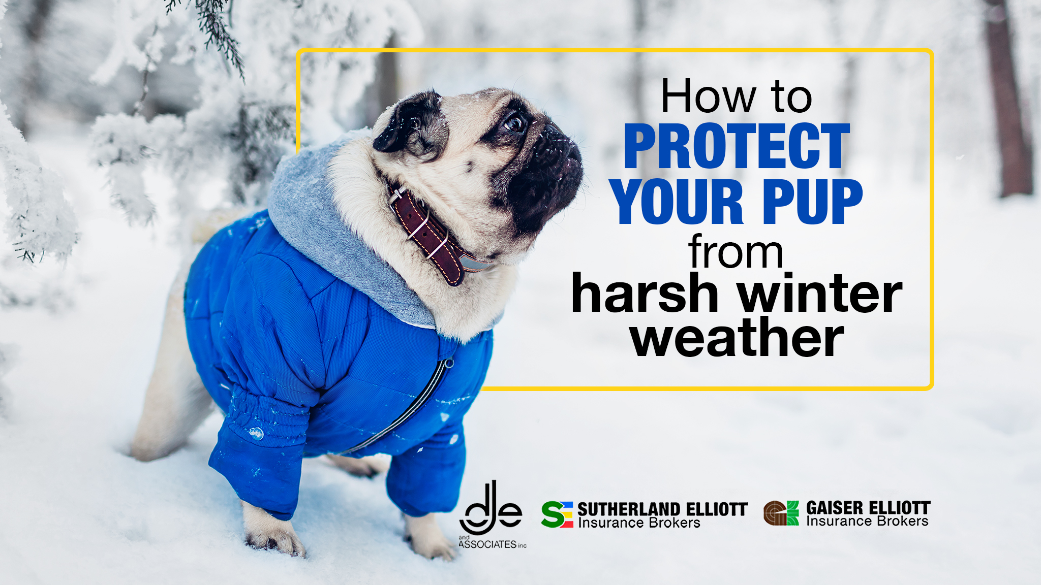 protect your dog from harsh winter weather