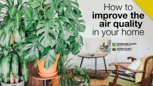 using plants to improve the air quality in your home