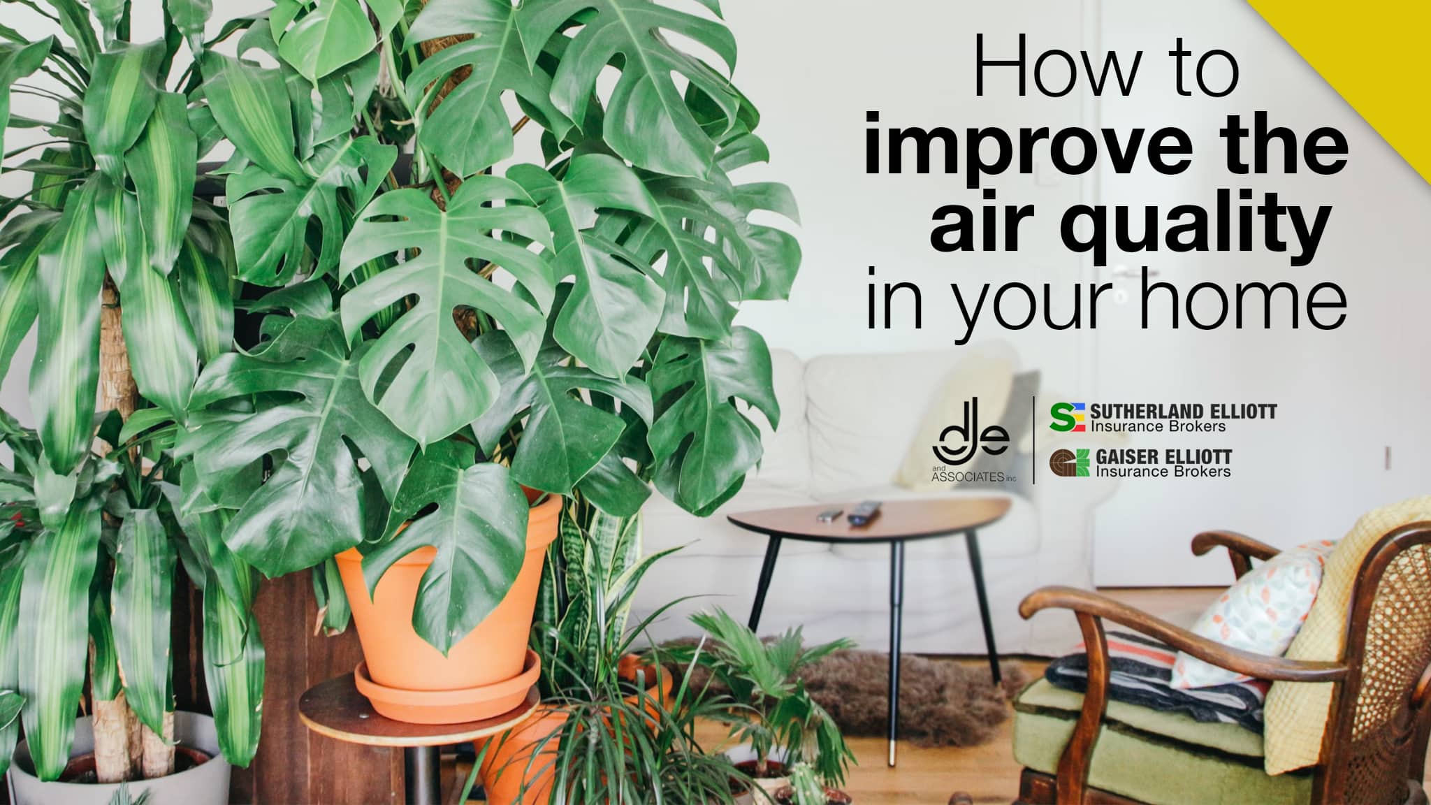 using plants to improve the air quality in your home